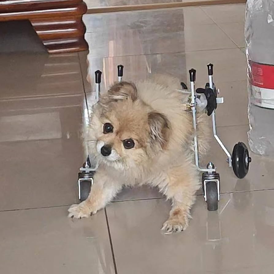 Amazon.co.jp: 犬 車椅子 4輪犬用車椅子脚ブレース調節可能、 犬