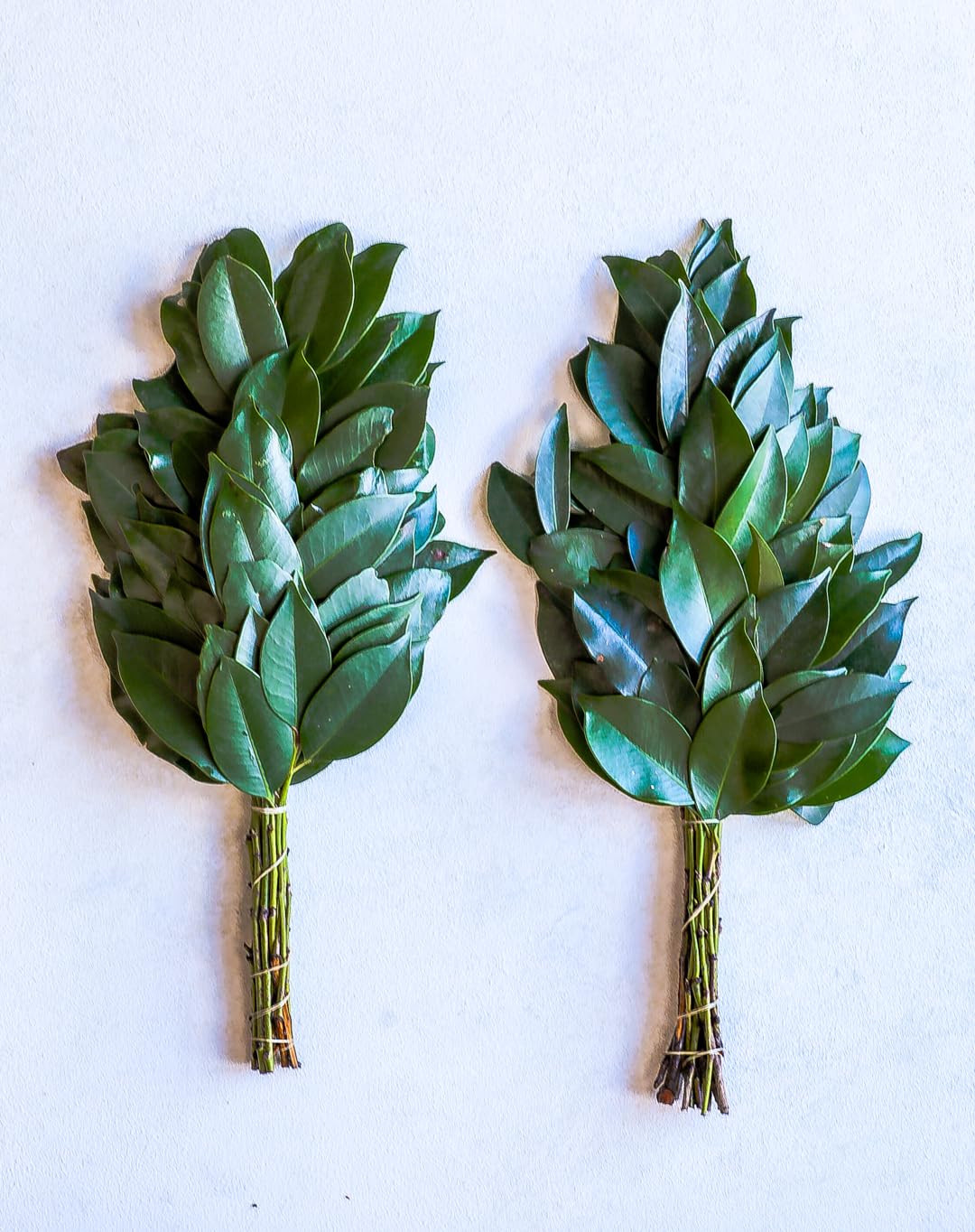 Amazon｜榊(一対二束) ヒサカキ 神棚(本榊(一対二束))｜榊 オンライン通販