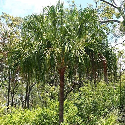 Amazon｜【観葉植物／種子】Livistona ビロウヤシ◎うちわのような