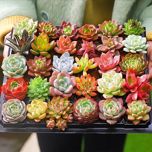 Miniatura 2 de Plantas suculentas variadas finas vivas (más de 20 variedades de envío de raíz desnuda)  Suculentas de roseta con raíces saludables para jardinería
