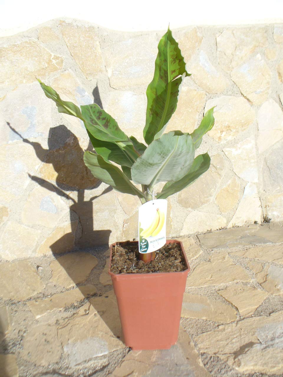 Echte - Musa acuminata, eine Bananen Pflanze ca. 65-75 cm essbare Frucht :  Amazon.de: Garten