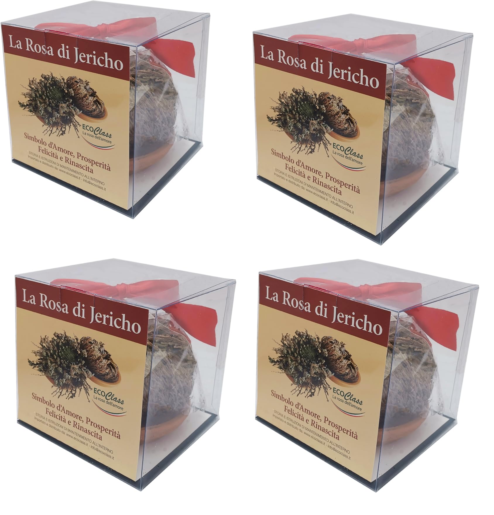Rose de Jericho pack d'économie de 4