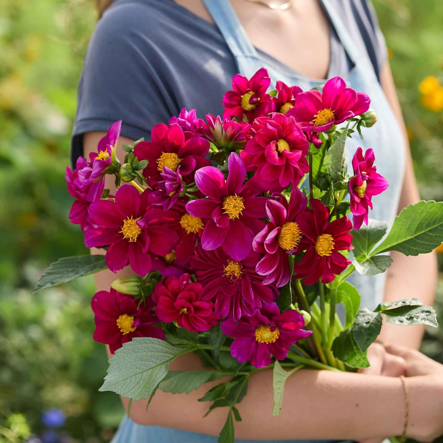 Eden Brothers Dahlia Seeds - Mixed Mignon
