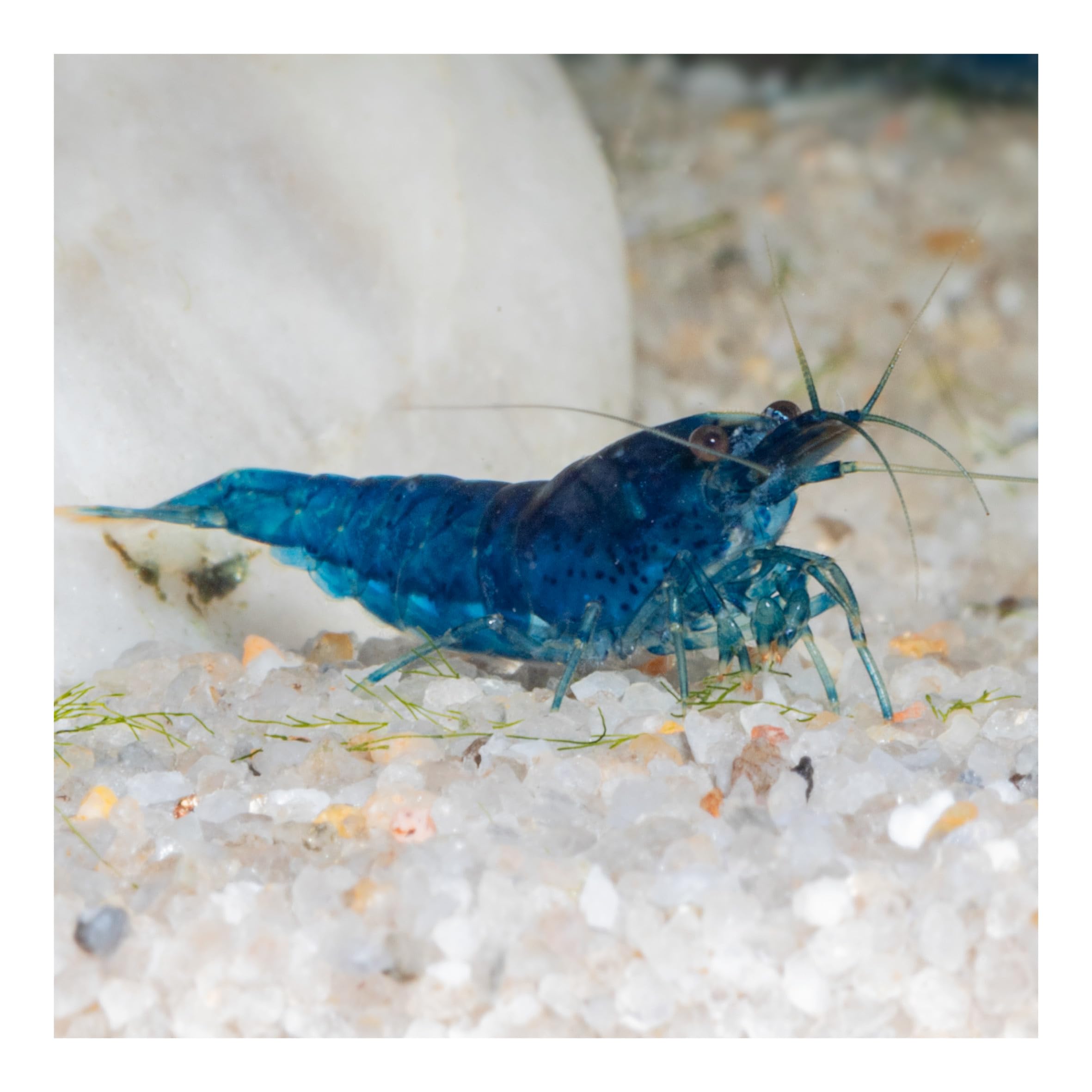 10 x Blue Velvet Zwerggarnele, Blaue Garnele Neocaridina davidi
