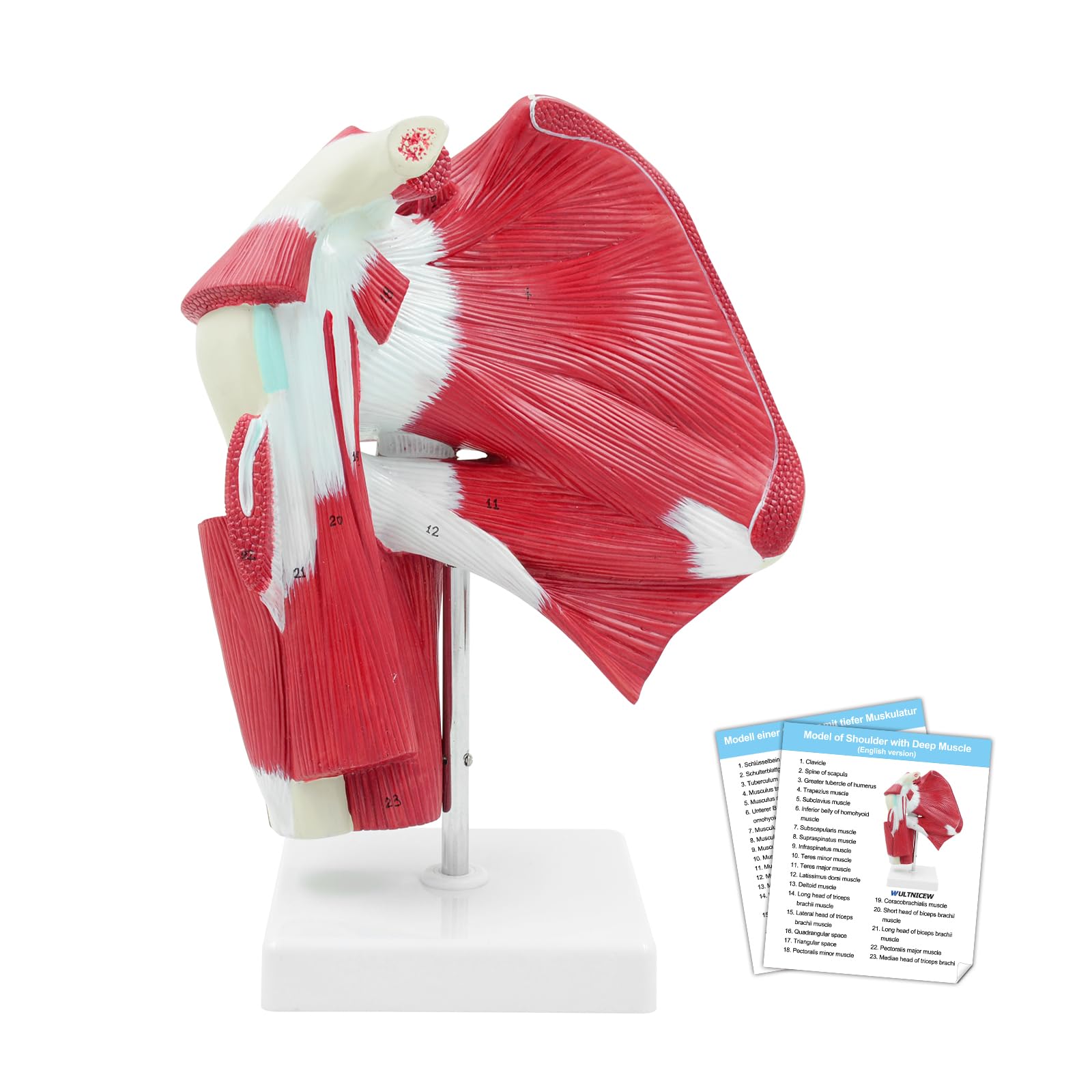 Modello di Articolazione della Spalla Muscolosa, Modello di Anatomia della Spalla Umana Completa a Grandezza Naturale con Muscolatura Inclusa per l’Educazione e l’Insegnamento Medico