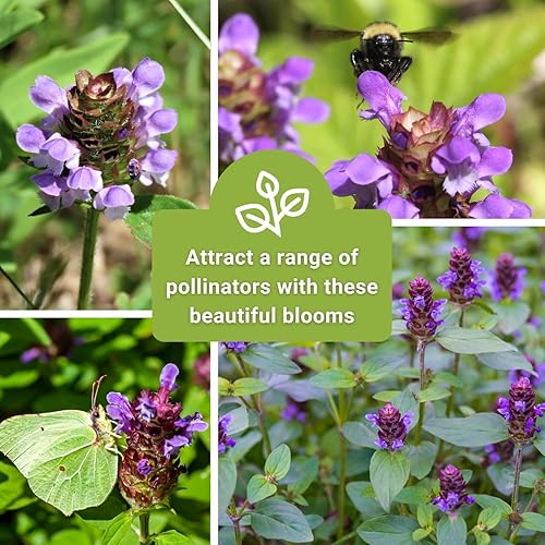 Miniatura 6 de Sow Right Seeds - Sanar todas las semillas para plantar - Prunella vulgaris autocurable - Hierba medicinal tradicional sin OMG - Cultiva tu propio