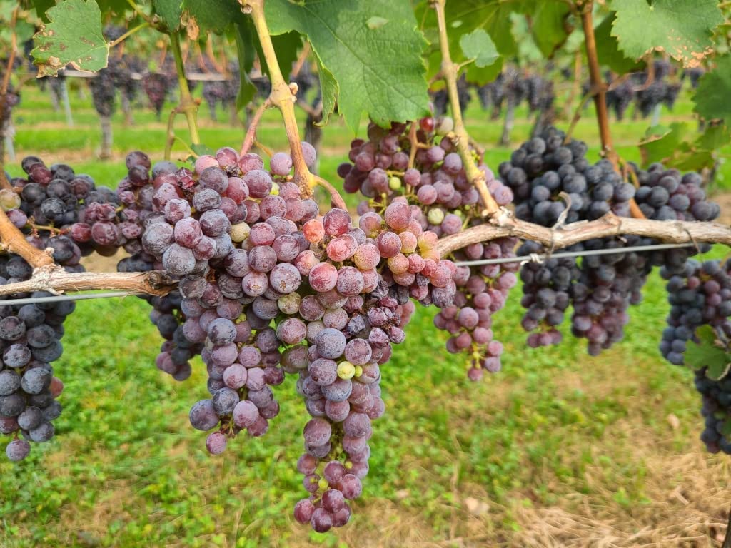 See full amazon price history chart for Eroanvia Grapes Pinot Noir Tree Hybrid Angoor Ka Podha (Plant Height 2-3) Healthy Hybrid Live Frout Plant For Home Garden Angoor Sweet Fruit Plant Eroanvia Grapes Pinot Noir Tree Hybrid Angoor Ka Podha (Plant Height 2-3) Healthy Hybrid Live Frout Plant For Home Garden Angoor Sweet Fruit Plant (B0BGQMPFYX) Amazon Price History, Amazon Price Tracker