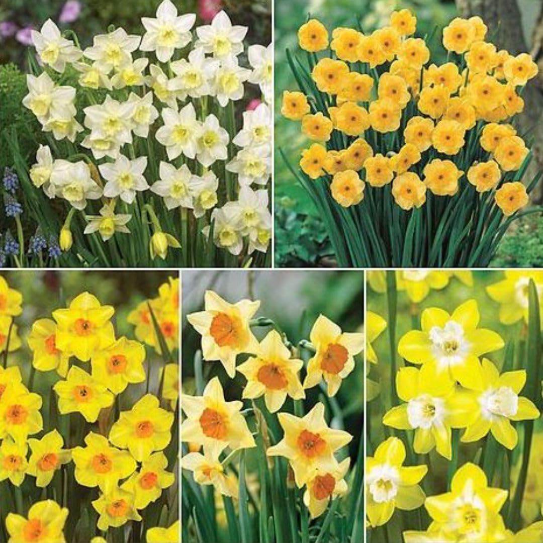 Narcissus Jonquilla Collection โ Super Scented Daffodil Bulbs for Spring Colour โ Fragrant Multi-Bloom Varieties - 40x Bulbs by Thompson & Morgan
