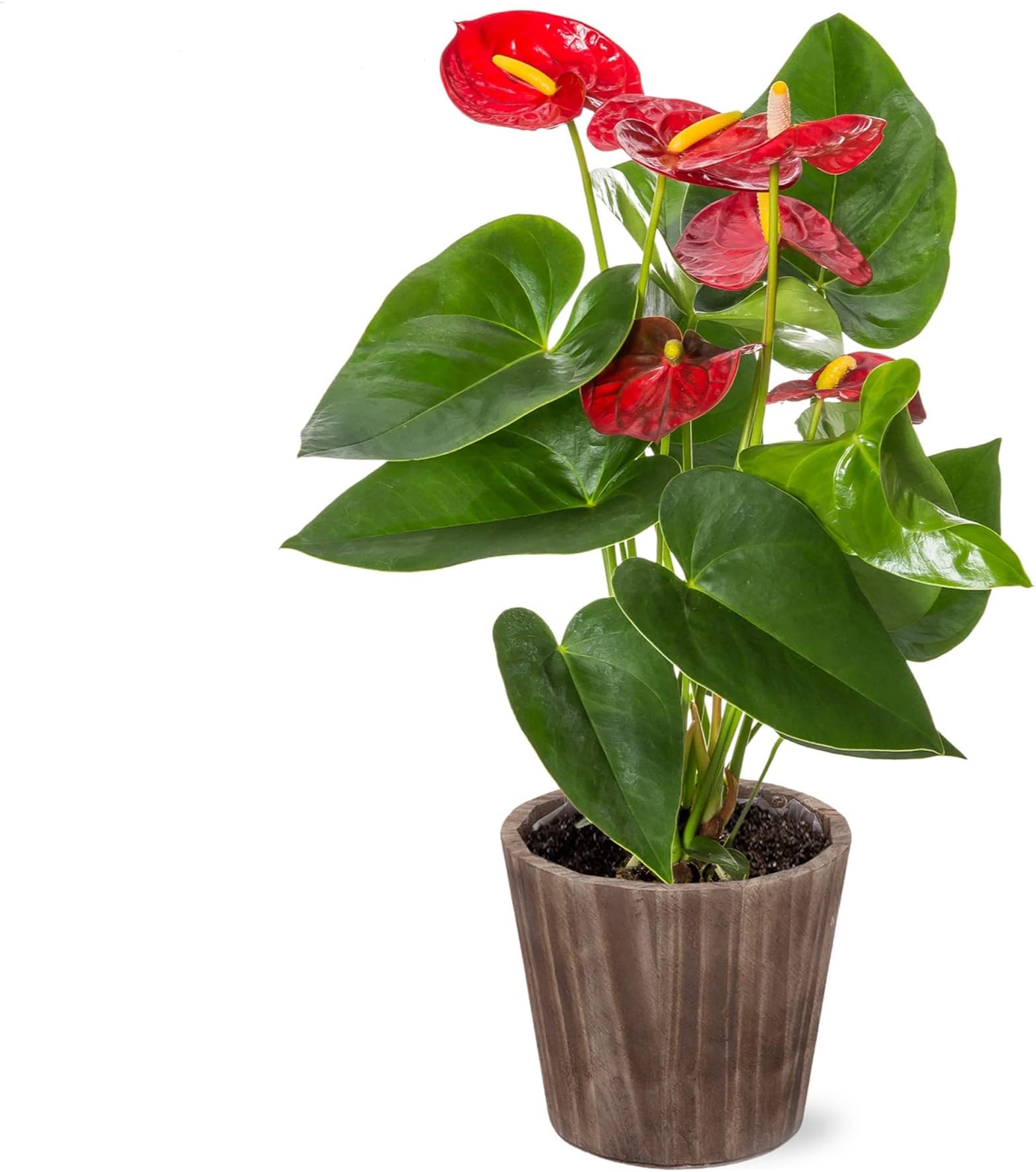 ANTHURIUM ROUGE POT CÉRAMIQUE 6 POUCES main image 1
