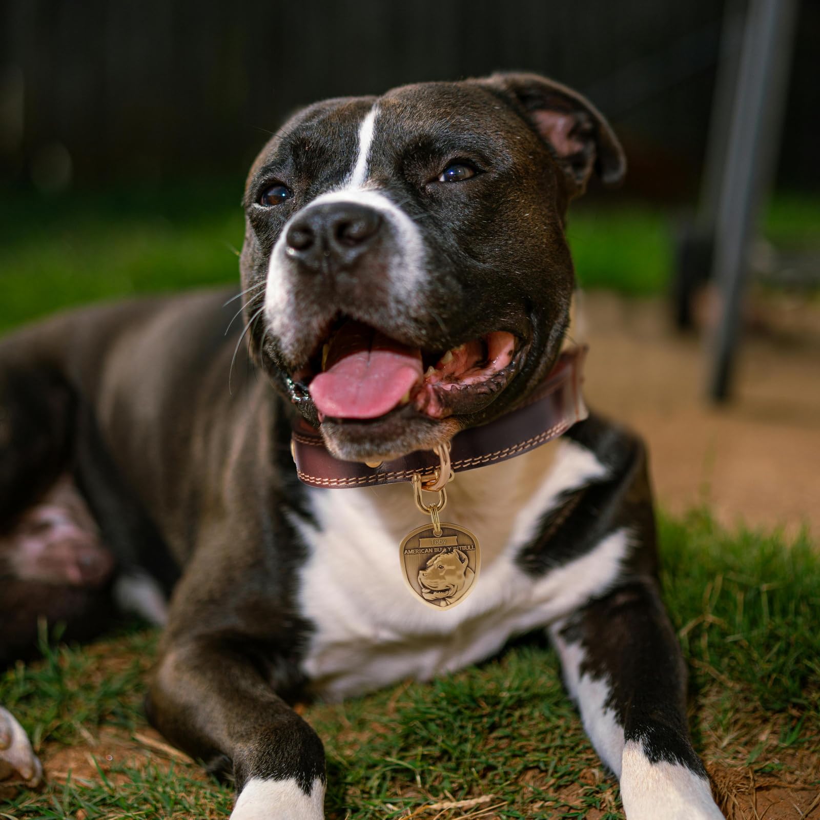 INBLUE Personalizada Grabado Nombre del Perro Etiquetas para Mascotas Anti-Pérdida Perro ID/Nombre Etiqueta de Latón Grabado Perro Etiqueta Regalo para Amante de Mascotas - American Bully Pitbull