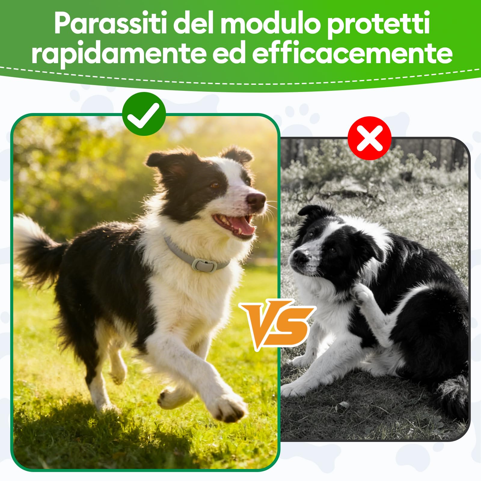 Collar Antiparasitario Perros, 2 Piezas Collar Ajustable y Resistente al Agua para 12 Meses, Repelente Duradero para la Prevención de Parásitos en Razas Pequeñas, Medianas y Grandes (65 cm) — view 4