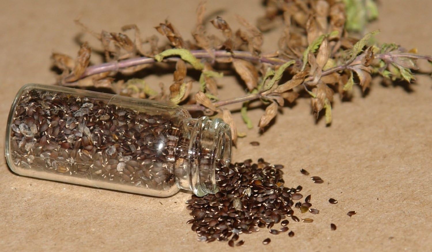 Medicinal Herb Garden Seed Collection #11 - A 6 Variety Pack of Rare Heirloom Herb Seeds! FROZEN SEED CAPSULES - The Very Best in Long-Term Seed Storage - Plant Seeds Now or Save Seeds for Years