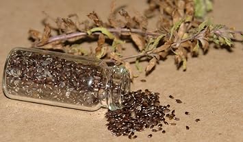 Medicinal Herb Garden Seed Collection #11 - A 6 Variety Pack of Rare Heirloom Herb Seeds! FROZEN SEED CAPSULES - The Very Best in Long-Term Seed Storage - Plant Seeds Now or Save Seeds for Years