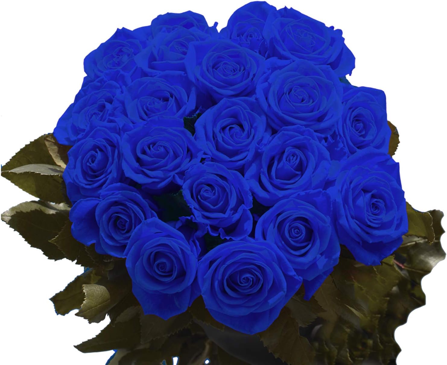 GlobalRose 75 Blue Roses Bouquet - Responsibly Sourced Roses Fresh Flowers - Hand-Picked Flowers Fresh Bouquet for Graduation, Anniversary, Birthday & Special Occasions (3 Bunches of 25 Stems)