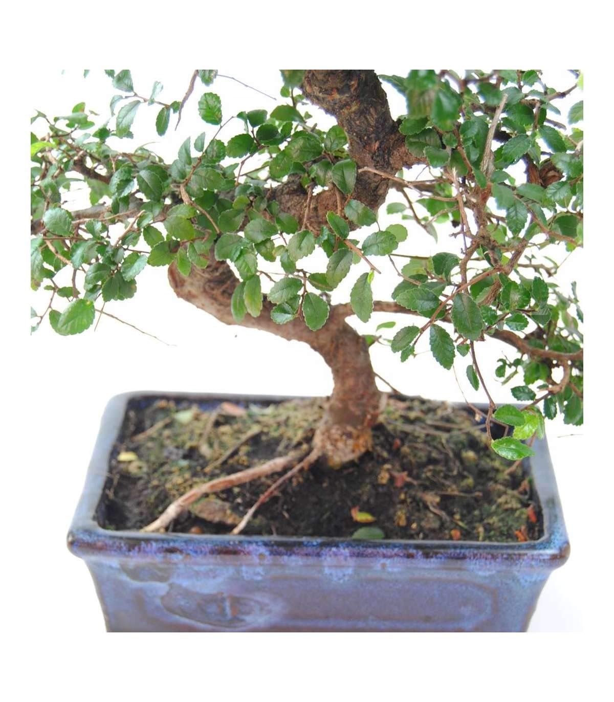 Bonsai Zelkova Natural 8 años - Olmo Chino - Selecciona día de entrega