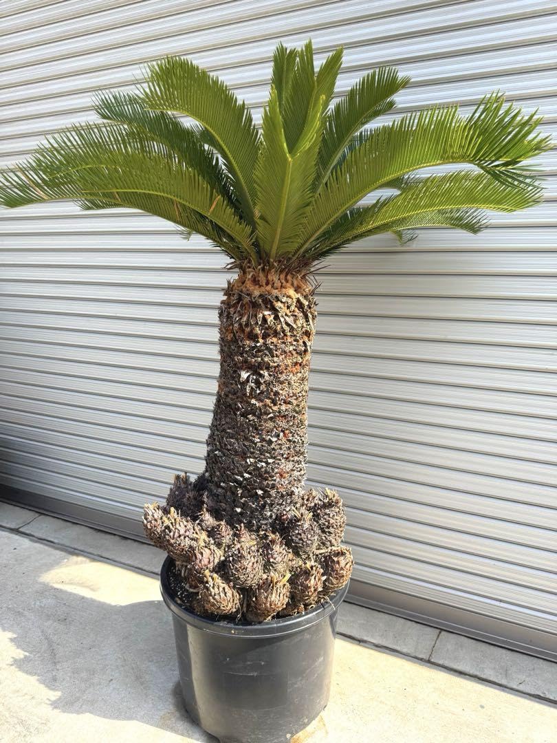 ⭐️【子株びっしり‼︎多頭ソテツ】⭐️美しい蘇轍　ソテツ　子株つき ⭐️【子株びっしり‼︎美しい大型ソテツ】⭐️存在感たっぷり 蘇轍