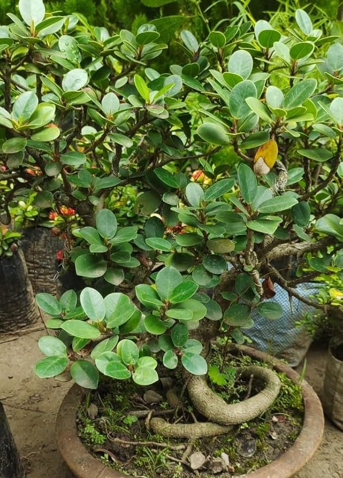 Indian Laurel Fig Indoor Tree Plant for Small Pots and Apartment Décor Pack of 1-image-36