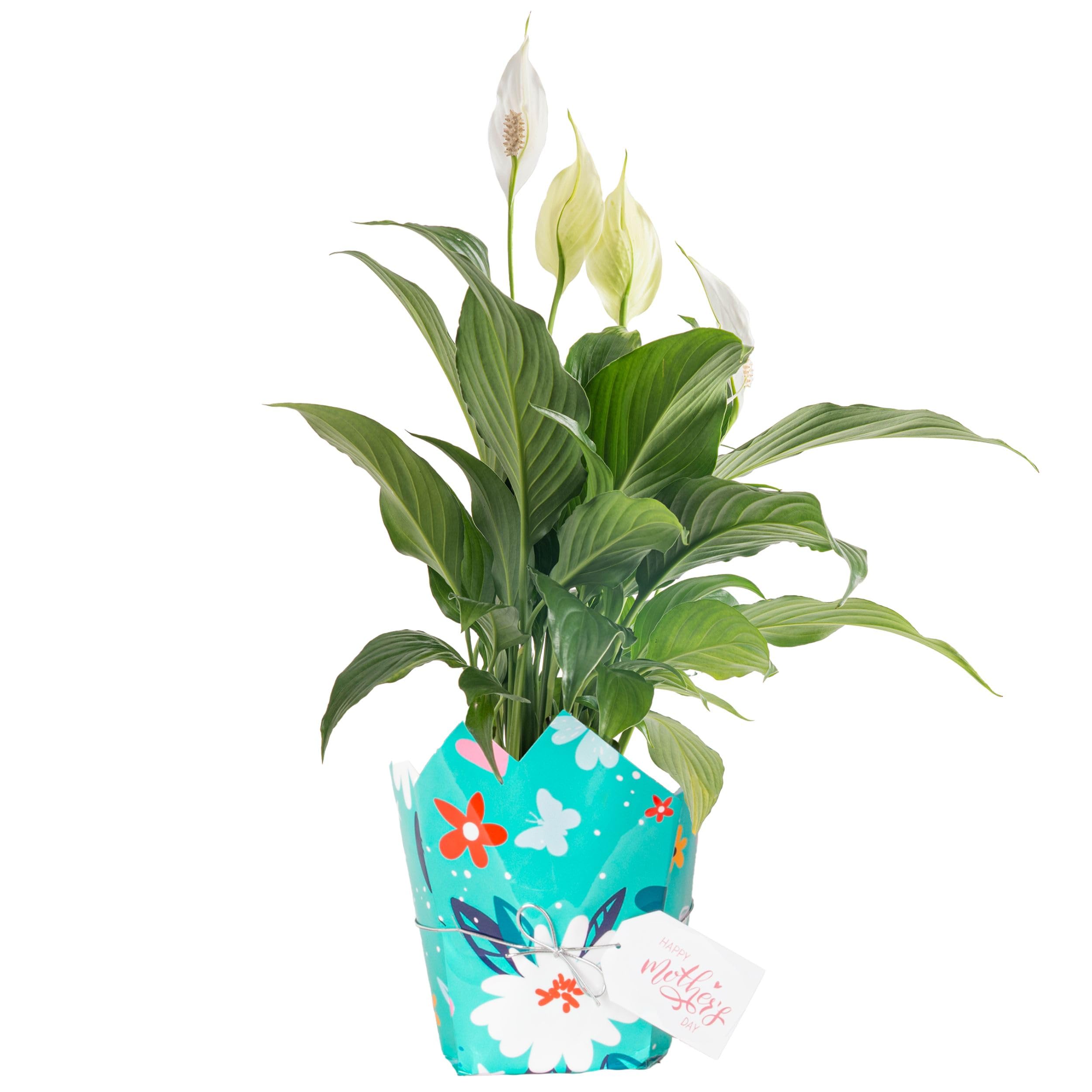 Costa Farms Peace Lily, Live Indoor Plant Delivery with Flowers, Easy to Grow Houseplant in Gift Wrap, Potting Soil, Thinking of You, Get Well Soon Gift, Room Decor, 1 Foot Tall