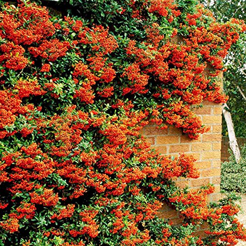 GardenersDream 5 x Orange Firethorn Hedging Plants - Healthy Pyracantha Evergreen Flowering Shrubs - Outdoor Plant for Walls and Fences - Fast Growing Plants for Privet Hedging (20-40 cm)