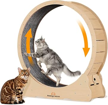 Homegroove L Giant Cat Wheel, 59"/150cm Extra Large Cat Exercise Wheel for Maine Coon & Large Cats - Spinal Alignment Design, Solid Wood Cat Treadmill with Safety Lock & Anti-Pinch Gap