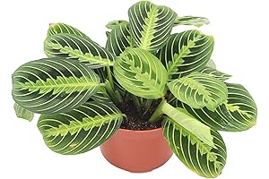 Maranta Green Prayer Plant “Lemon Lime”: A Vibrant Houseplant for Your Home