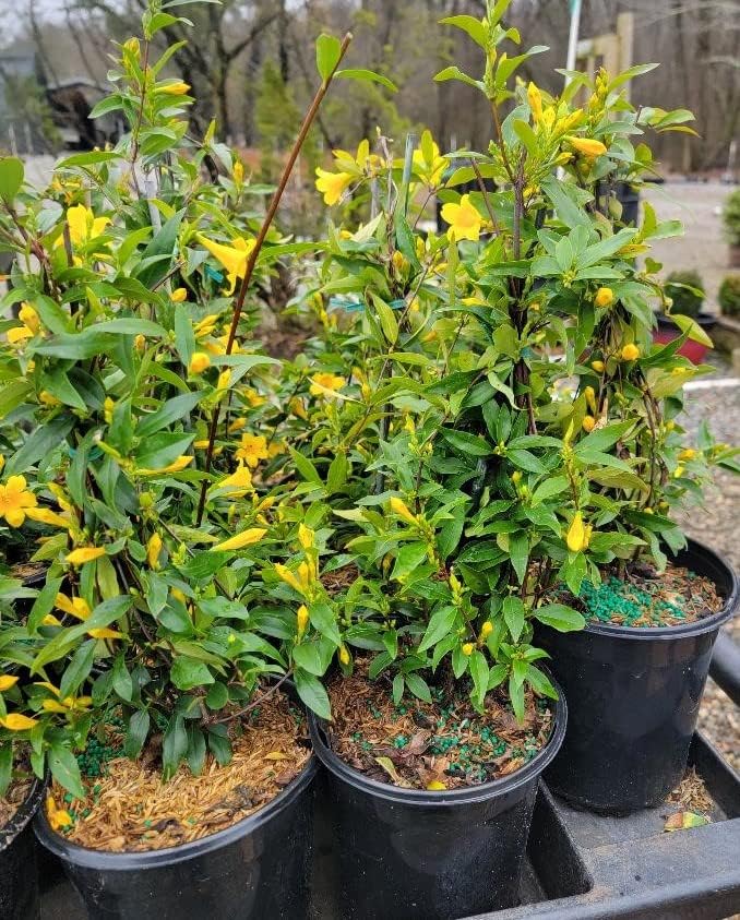 Yellow Carolina Jasmine Vine - Live Plant - (1 QT)