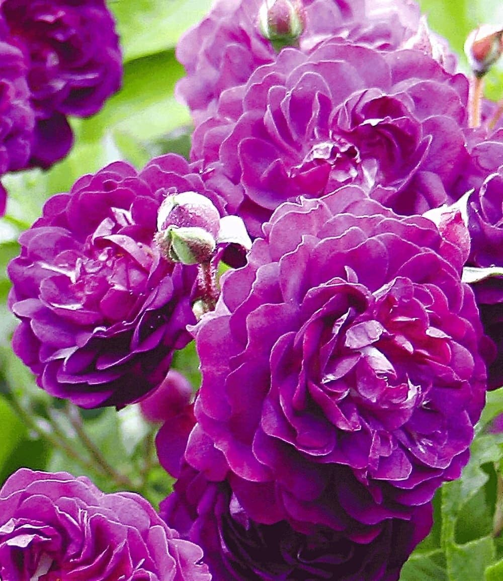 BALDUR Garten 1x Rambler-Rose 'Bleu Magenta', Pflanze wurzelballiert, Kletterrose winterhart, mehrjährige Kletterpflanze, blühend, Rose 'Bleu Magenta', robuste und duftende Kletterrose