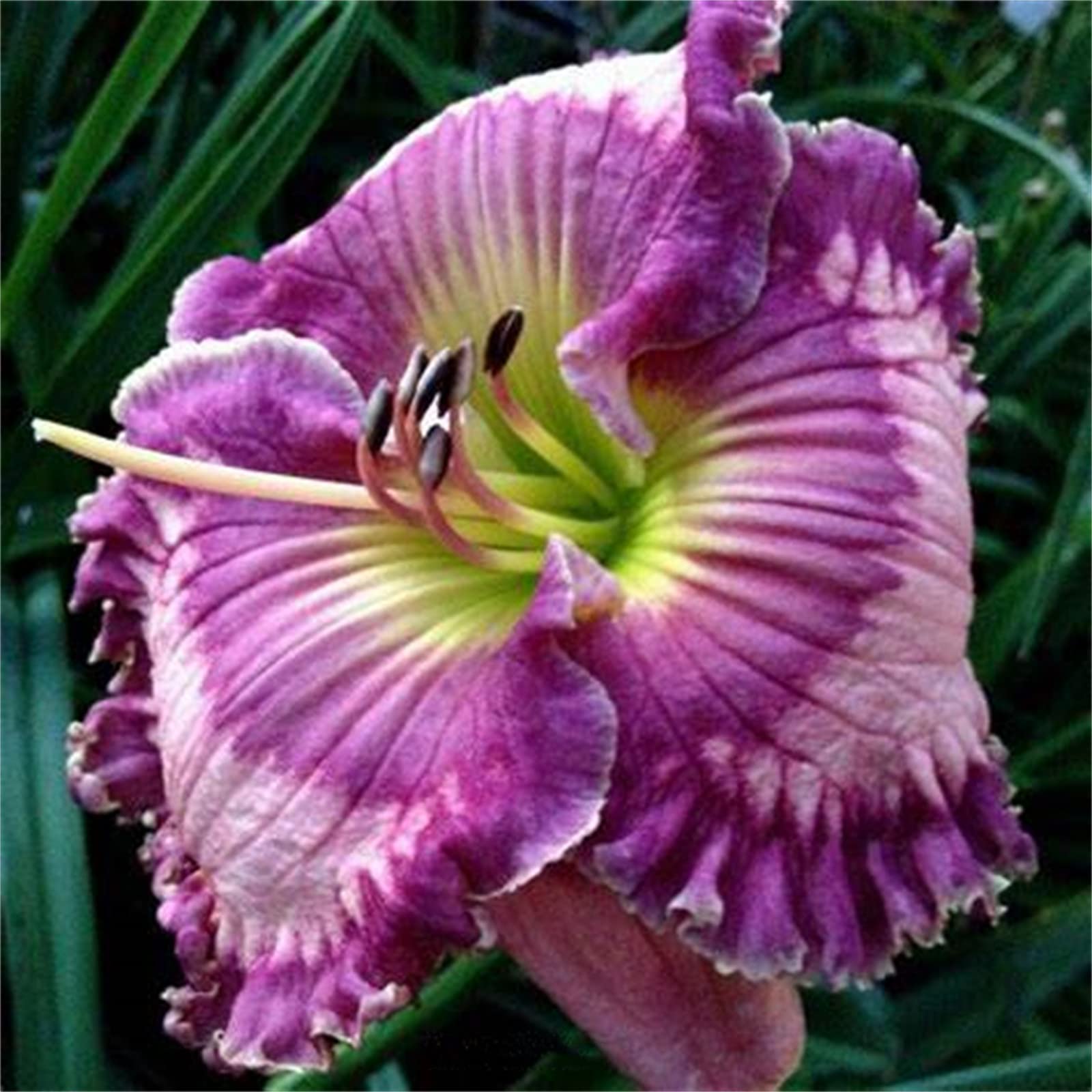 Golden Jade Carving, Daylily Rhizome. Perennial for Garden Planting/That Grow Fast, Daylily Bulbs Hemerocallis Bulbs for Planting Now UK, 5Bulbs-G