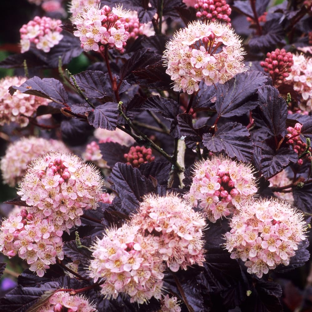 Physocarpus Lady in Red Ninebark Pink Flowering Shrub Hardy Garden Plant in Pot (9cm Pot, 15-25cm)
