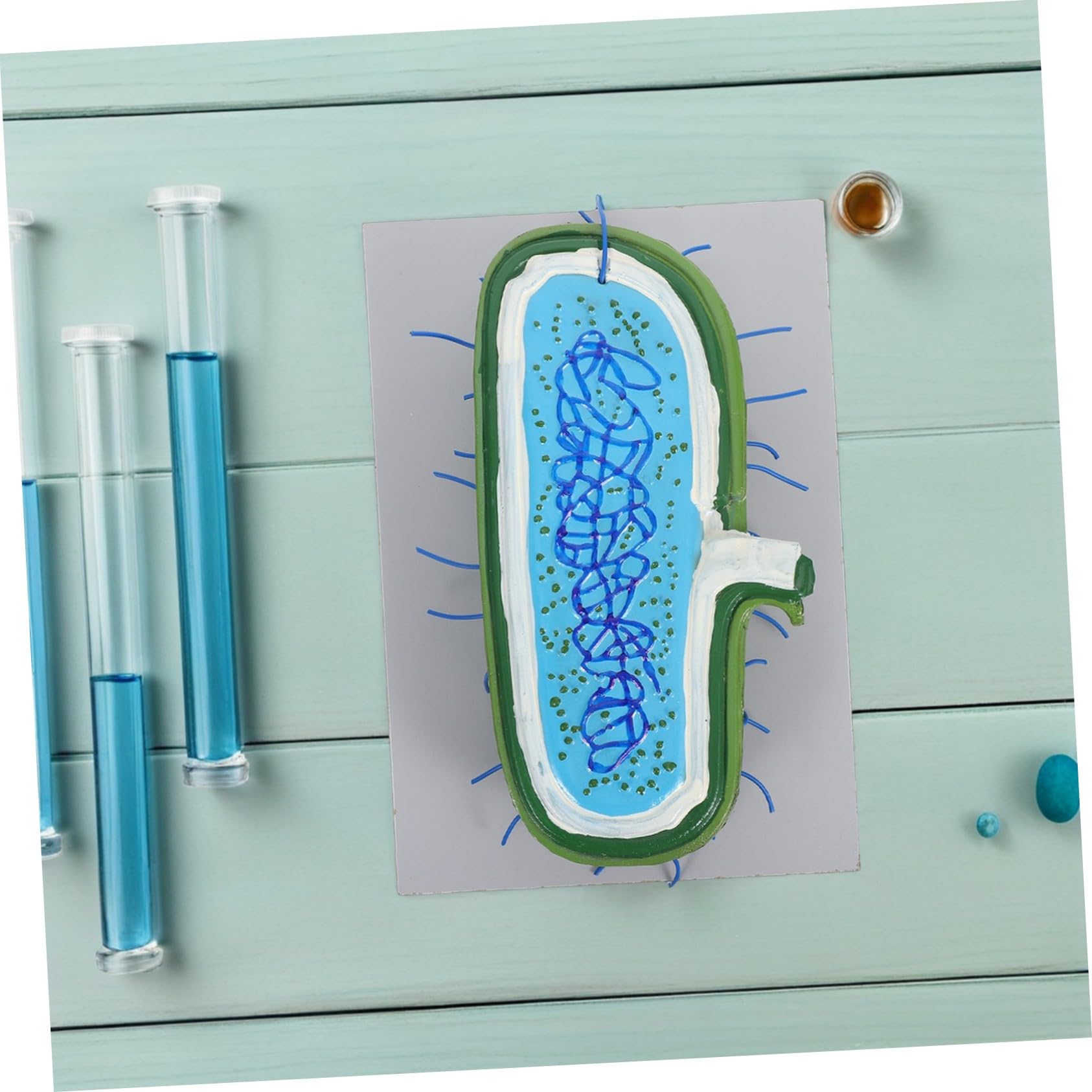 Zellkernmodell als Vergrößertes Kunststoff Biologiemodell für Unterricht | Zellstrukturmodell , Ausstellungsmodell für Schüler , Detaillierte Organellen Darstellung