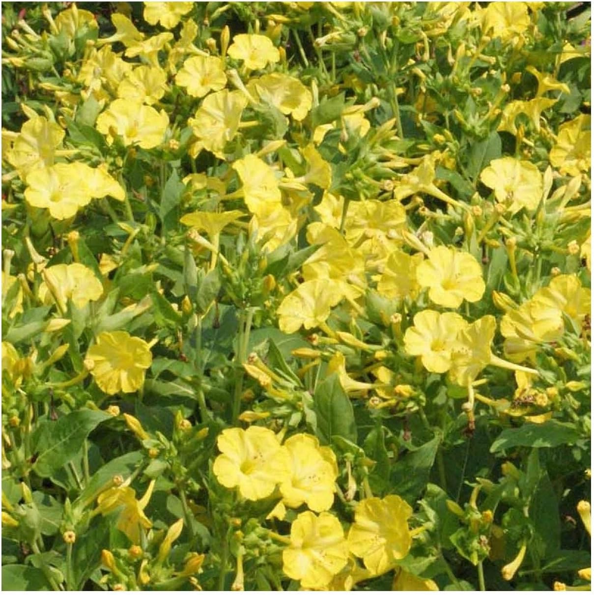 Everwilde Farms - 1 Lb Yellow Four O' Clock Wildflower Seeds - Gold Vault