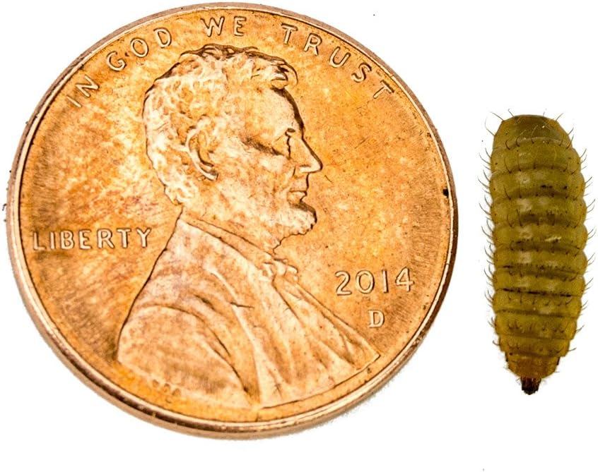 Josh's Frogs Black Soldier Fly Larvae (50 Count - Medium)