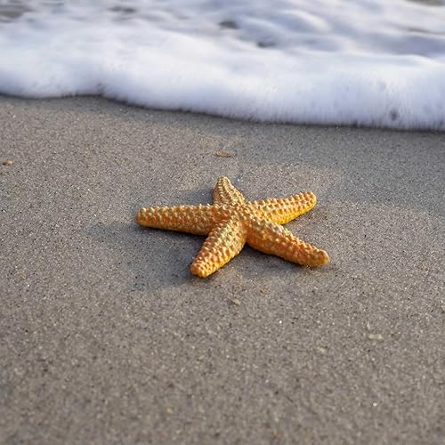 Miniatura 5 de Safari Ltd Wild Safari Sea Life Estrella de mar