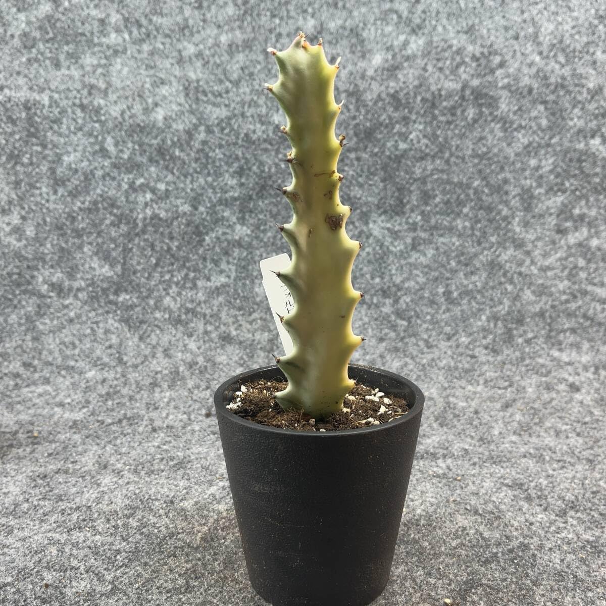 ②現品販売です。サボテン・ホワイトゴースト Amazon.co.jp: 鉢ごと発送ユーフォルビアホワイトゴースト