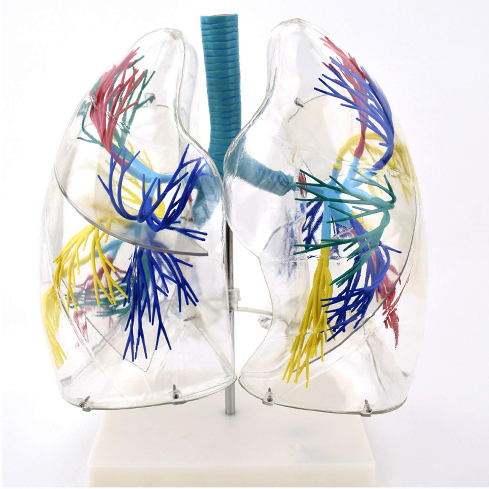 Jfgctyhxy One Color Anatomy Models, Bronchial Tree Lung Anatomythoracic Surgery Respiratory Model Specimen Medical Anatomical Transparent