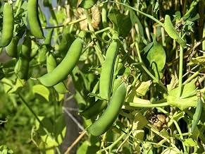 Pack of 50 Small Provencal Vegetable Pea Seeds – Sweet Flavour Variety – Soft and Juicy – Easy to Grow for Beginners – 100% Natural – Germination Guarantee – 100% Reproducible Seeds