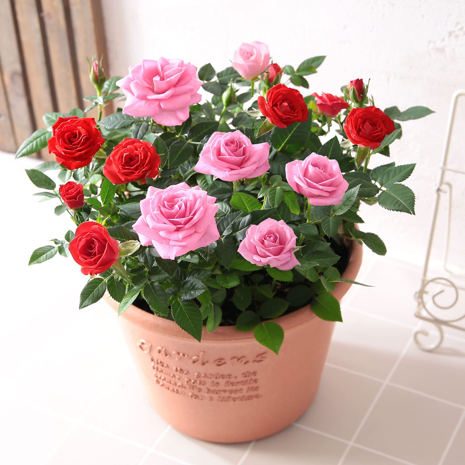 Amazon.co.jp: ミニバラ寄せ植え鉢 ルフレメランジェ・レッド＆ピンク