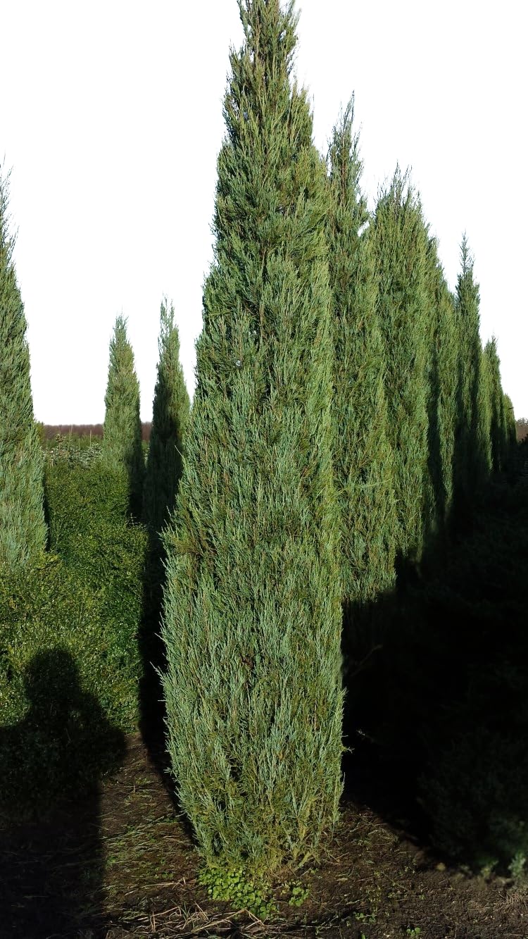 blauer Wacholder Juniperus scopulorum Blue Arrow 100-125 cm hoch 7,5 L | Immergrün, winterhart & pflegeleicht – säulenförmiger Wuchs, ideal als Sichtschutz für Garten & Kübel