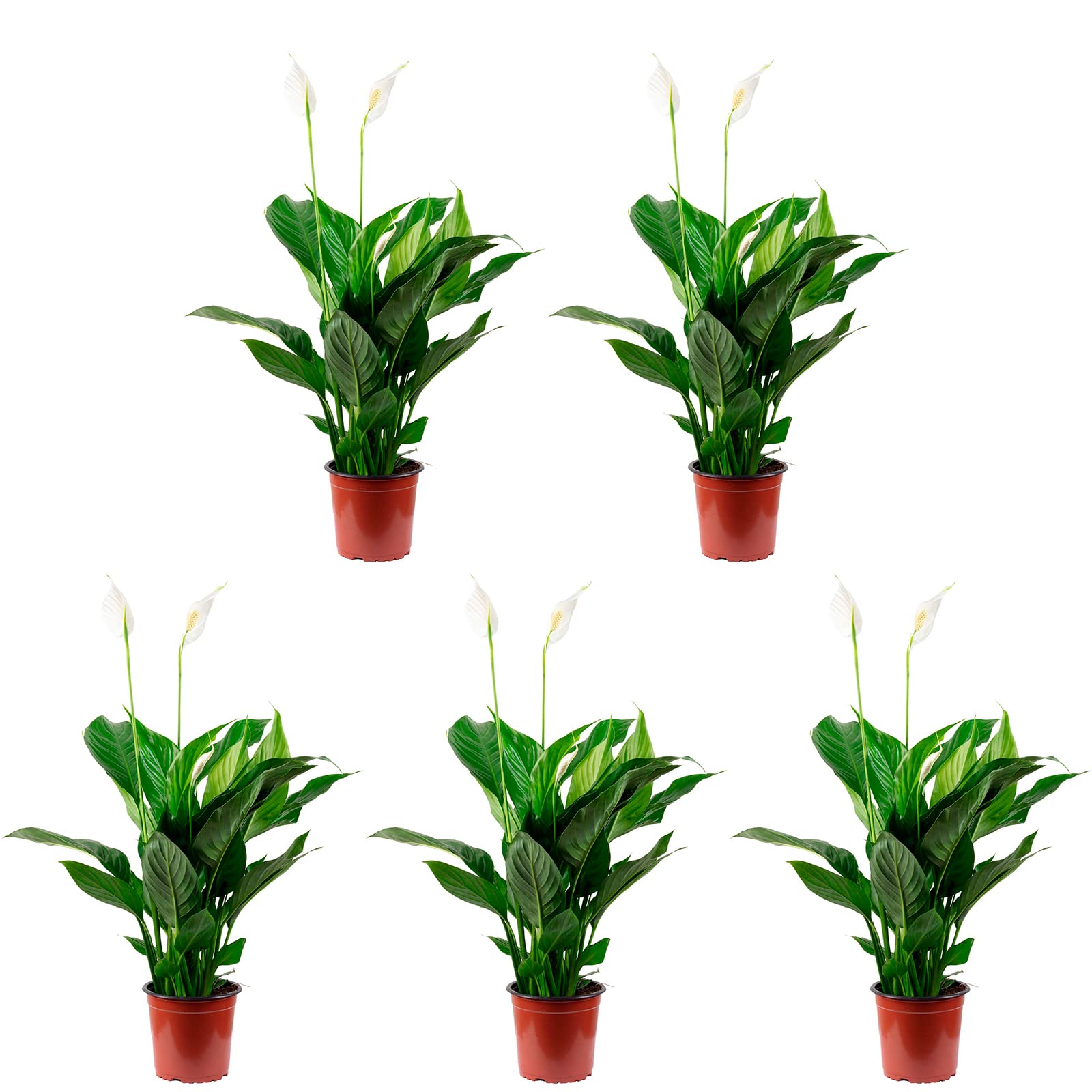 Spathiphyllum - Set di 5 fogli da 3 a 5 fiori/gemme, altezza ca. 50 cm, diametro vaso 13 cm