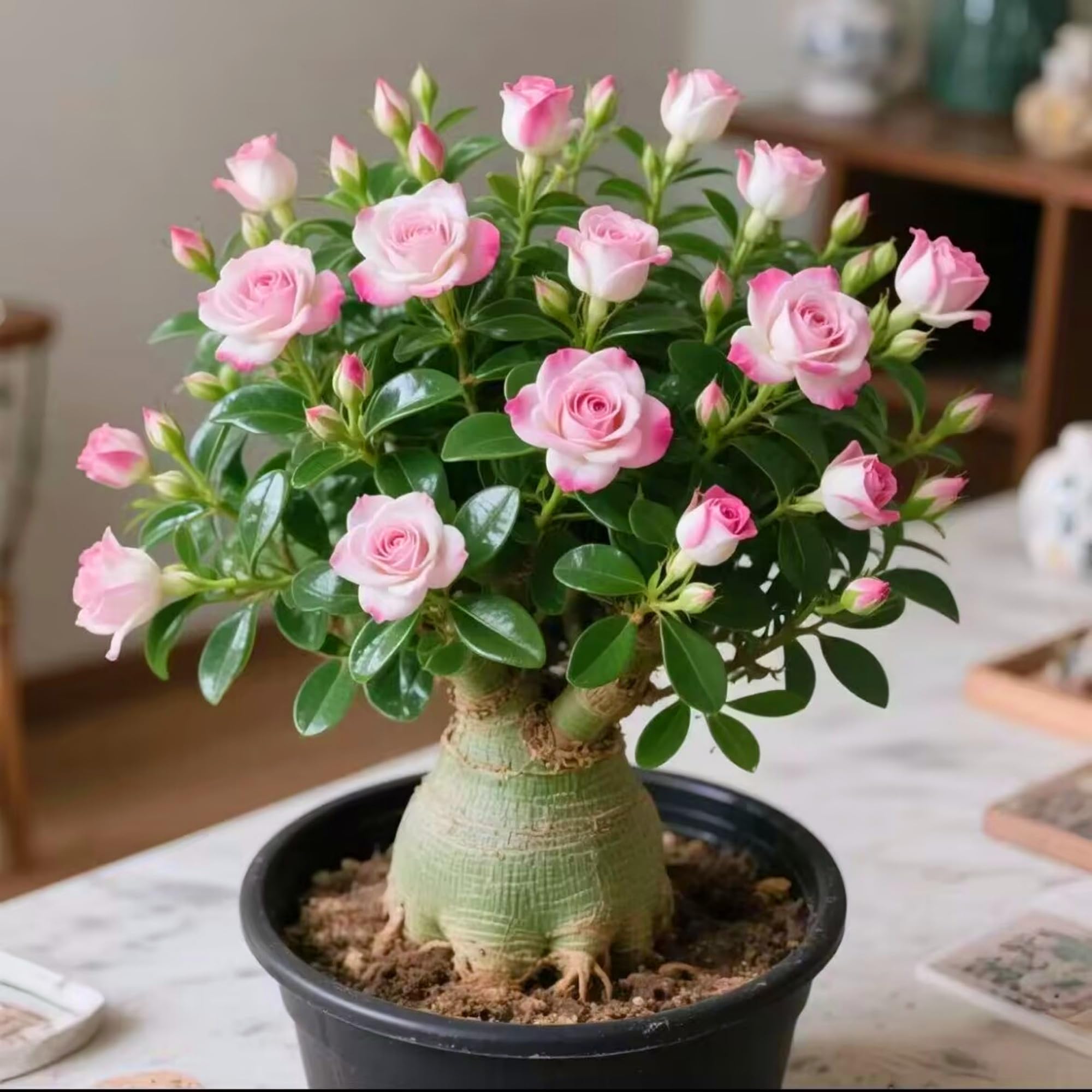 Shade-Tolerant and Sun-Tolerant Desert Rose - Suitable for Both Indoor and Outdoor use, not picky About Lighting Environment,Hardy Perennial, Plants UK, Excellent Display-3bulbs-E — image 1