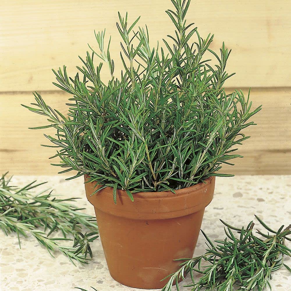 LIVE GREEN Herb Seeds Rosemary Organic For Gardening/Improved Quality(1 pkt 40-50 seeds) (B098TRGFPG) Amazon Price History, Amazon Price Tracker