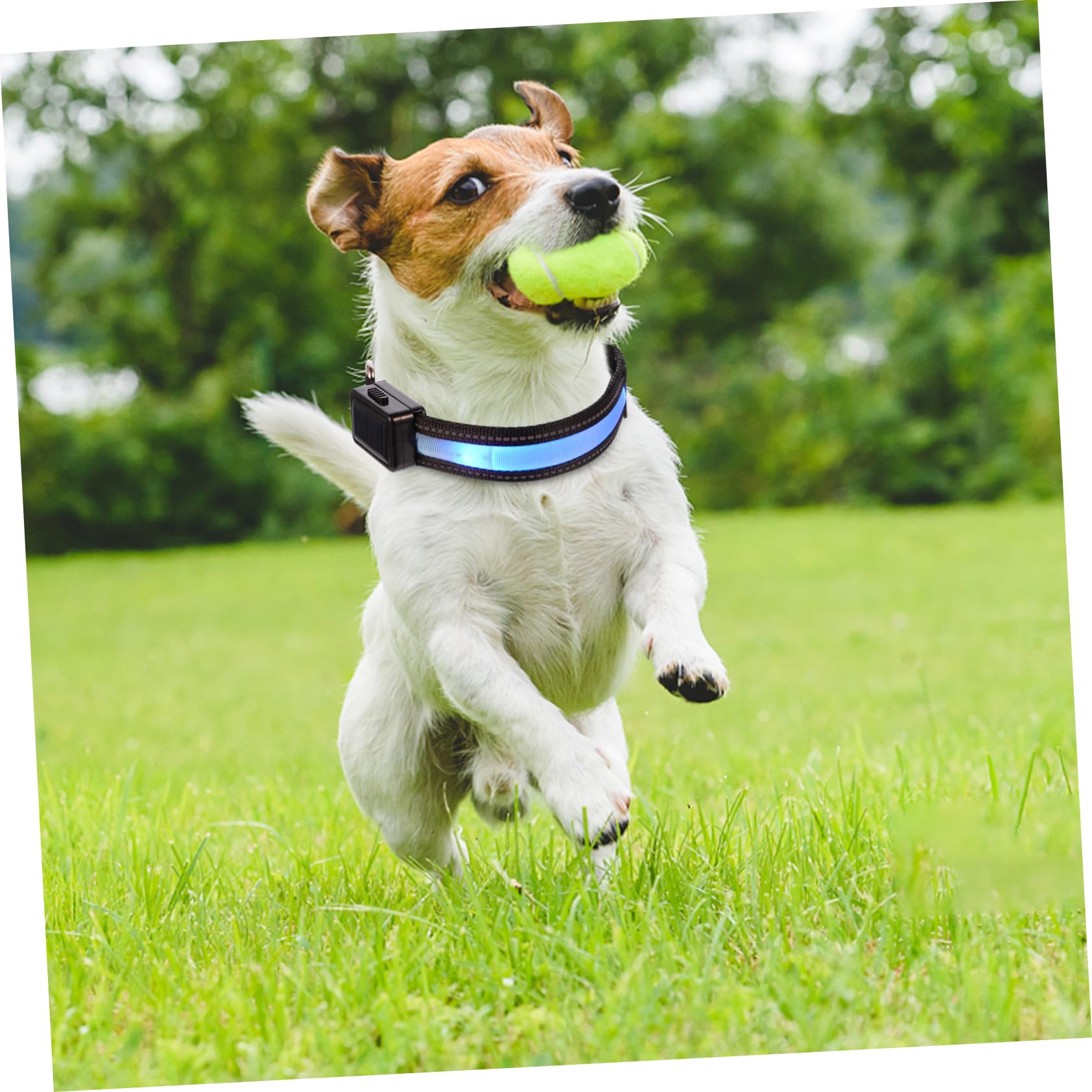 FRCOLOR 3 Juegos Collar De Brillo para Mascotas Collar De Perro Recargable USB Nuevos para El Hogar Brillante Pequeño Perro De Luz Led Plástico Dirigió Cuello