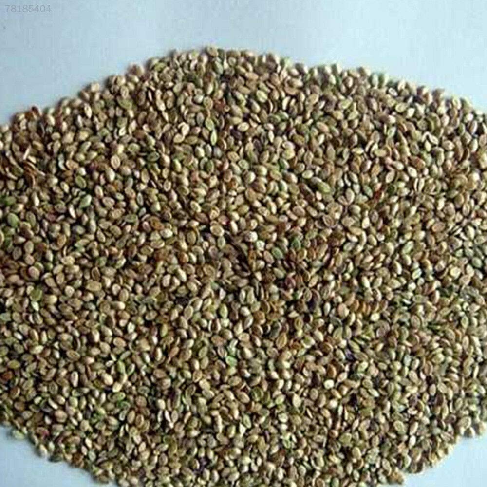 BIG BOOM® 8180 08F5 Vegetables Nutrition Sweet Potato Seed Organic 20pcs/Bag Food Garden