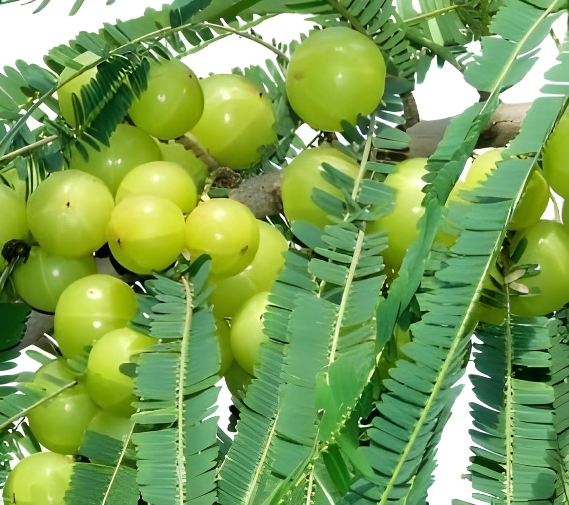 Green view "Bhumi Amla "Clone tyep hybrid - 1 Healthy Live Super Yielding Early Fruting Bhumi Amla Fruit Plant 1-1.5 Ft Height in Nursery Grow Bag for Home Garden (B0BTM45X3W) Amazon Price History, Amazon Price Tracker