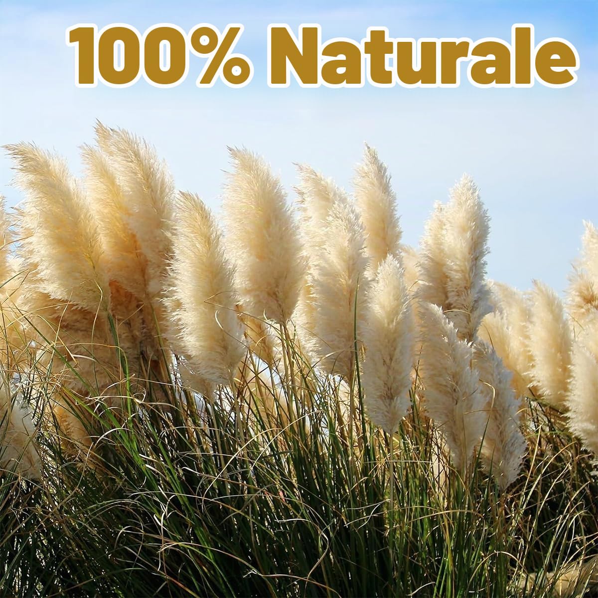 Erba di Pampa Grande 100 cm/39 pollici, 10 mazzi di fiori secchi Pampa XXL, fiori secchi decorativi di erba di Pampa naturale soffice, per decorazione Boho soggiorno camera da letto decorazione di