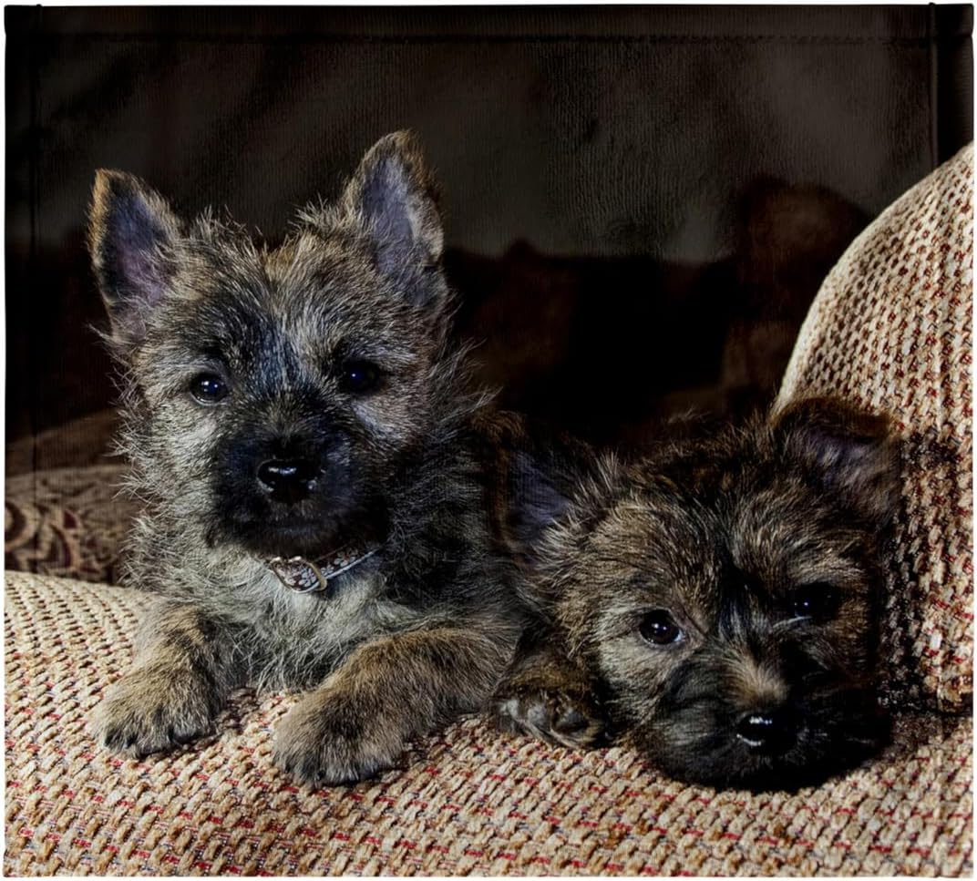 3dRose Two Cairn Terrier Dogs on a tan Couch - NA02 ZMU0115 - Zandria Muench Beraldo 22x30 Bath Hand Pool Towel