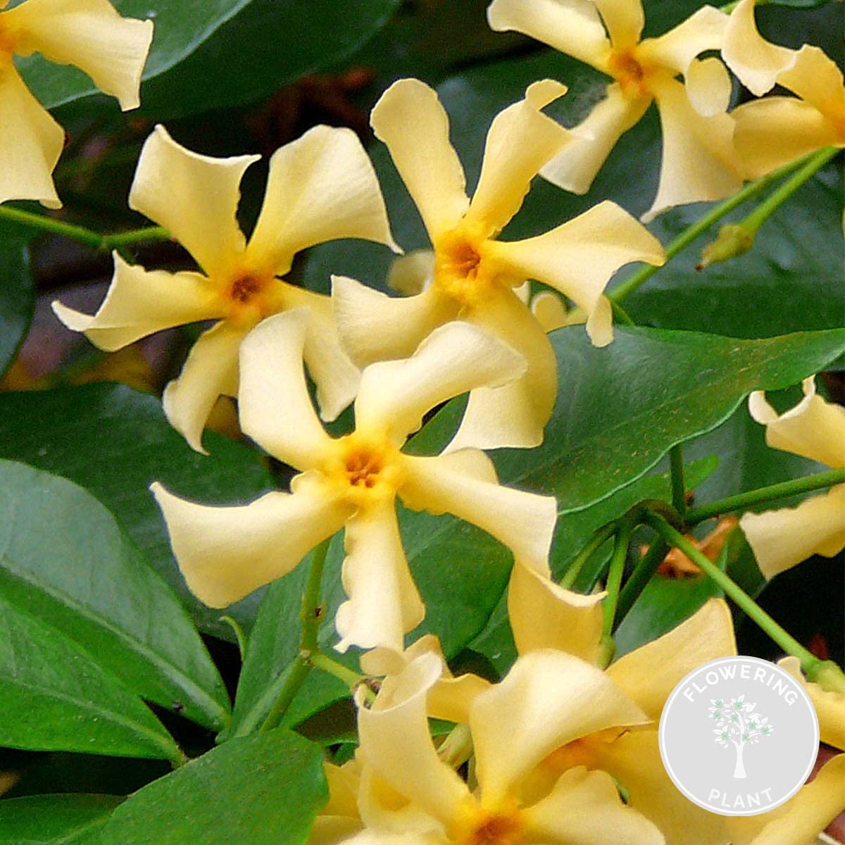 Bloomique - Trachelospermum jasminoides - Gelsomino toscano - Giallo - Rampicante - Pianta da giardino - Sempreverde - Resistente al freddo - Alta 50-70 cm - Vaso da 15 cm