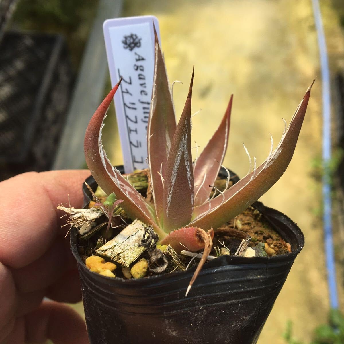Amazon.co.jp: 多肉植物 アガベ フィリフェラコンパクタ 実生苗4 第4種