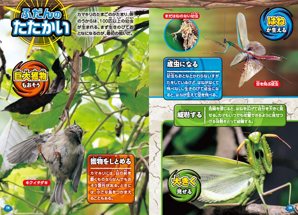 戦う空中生物大百科 最強空王決定戦 柴田佳秀 本 通販 Amazon