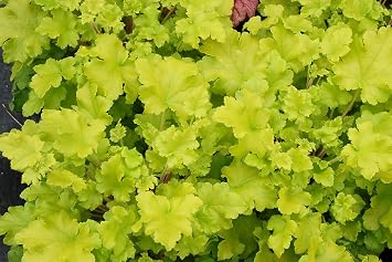 Perennials Gears 3 x Heuchera Hybrid 'Lime Marmalade' Purple Bell